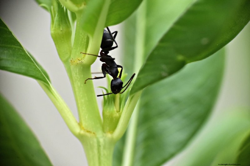 Prevent Ants in Plant Pots: Natural Solutions for Healthy Plants