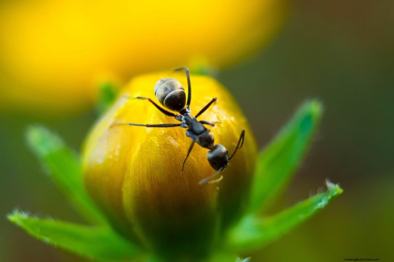 Prevent Ants in Plant Pots: Natural Solutions for Healthy Plants