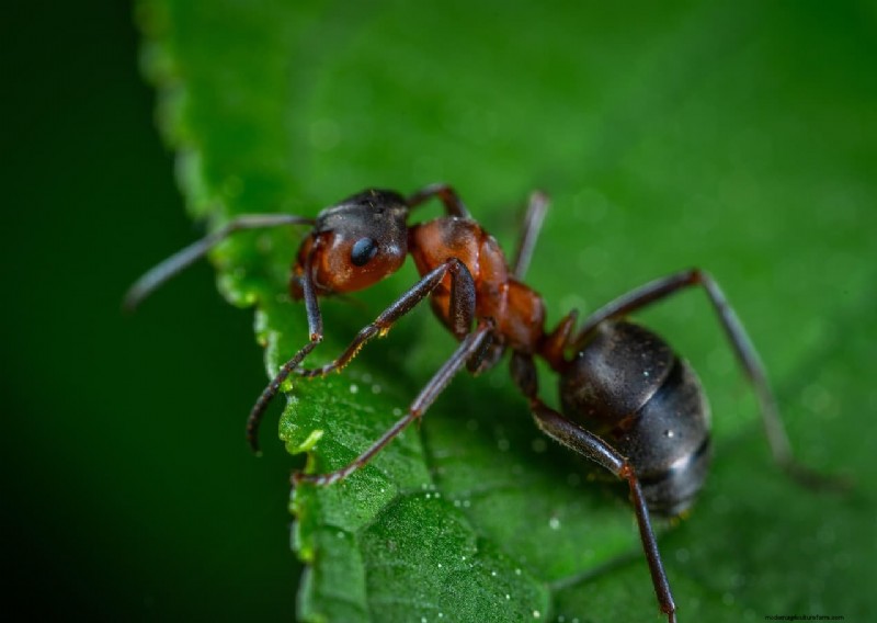 Prevent Ants in Plant Pots: Natural Solutions for Healthy Plants