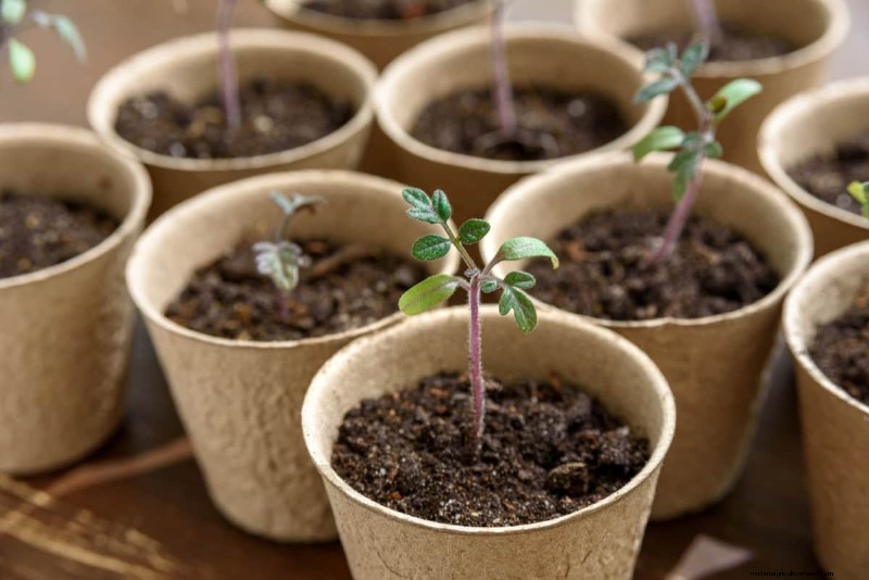 Recovering Transplant Shock: Natural & Organic Fertilizers for Revitalized Plants