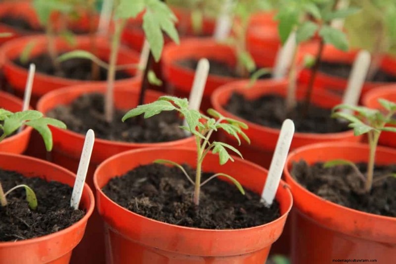 Recovering Transplant Shock: Natural & Organic Fertilizers for Revitalized Plants