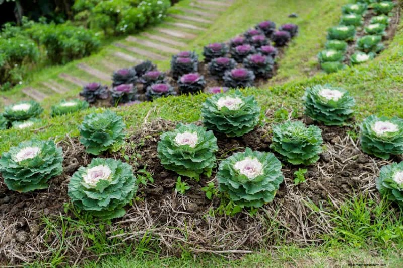 California Landscaping Costs: Average Price Per Square Foot | [Year]