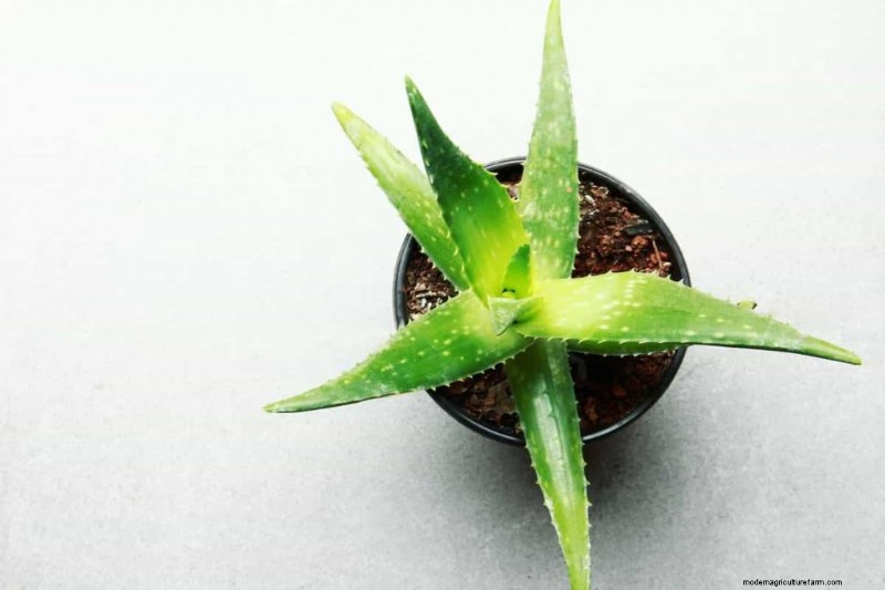 Organic Spider Mite Control for Aloe Vera: A Comprehensive Guide