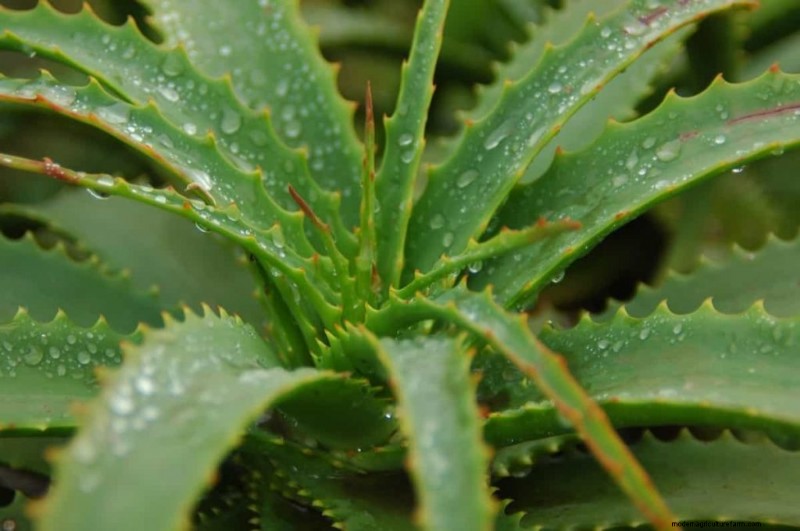 Organic Spider Mite Control for Aloe Vera: A Comprehensive Guide