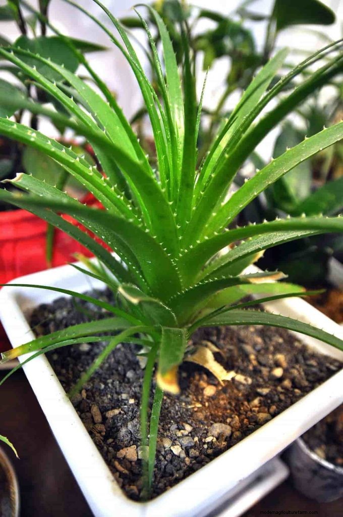 Organic Spider Mite Control for Aloe Vera: A Comprehensive Guide