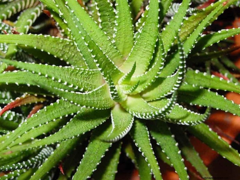 Organic Spider Mite Control for Aloe Vera: A Comprehensive Guide