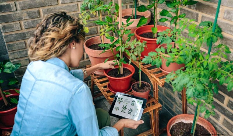 Terrace Gardening Costs in India: A Comprehensive Guide to Budget Container Gardening