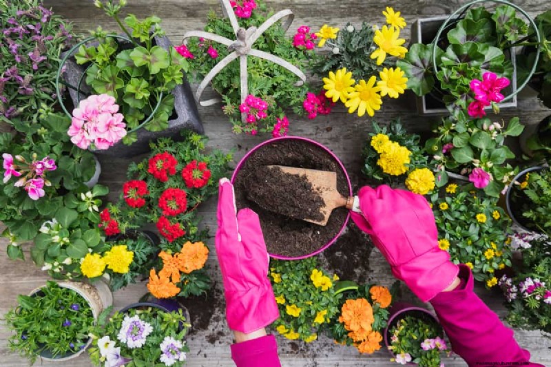 Terrace Gardening Costs in India: A Comprehensive Guide to Budget Container Gardening