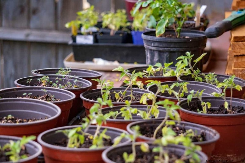 Terrace Gardening Costs in India: A Comprehensive Guide to Budget Container Gardening
