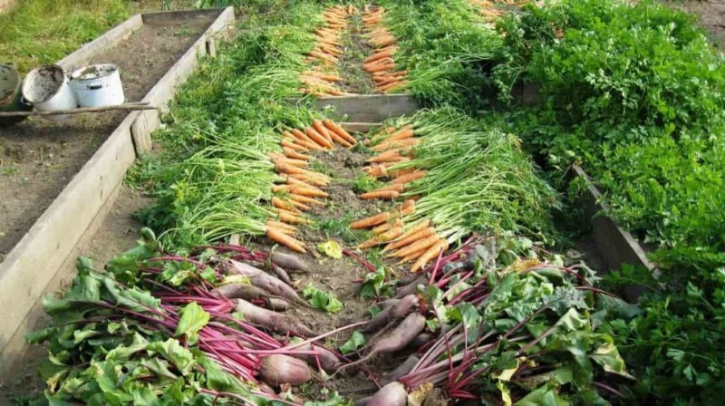 Growing Vegetables in Tropical Climates: A Comprehensive Guide