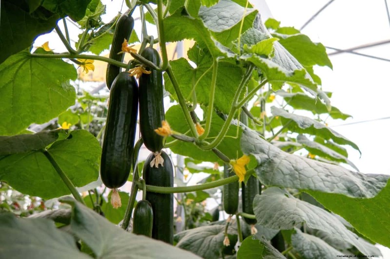 Growing Vegetables in Tropical Climates: A Comprehensive Guide