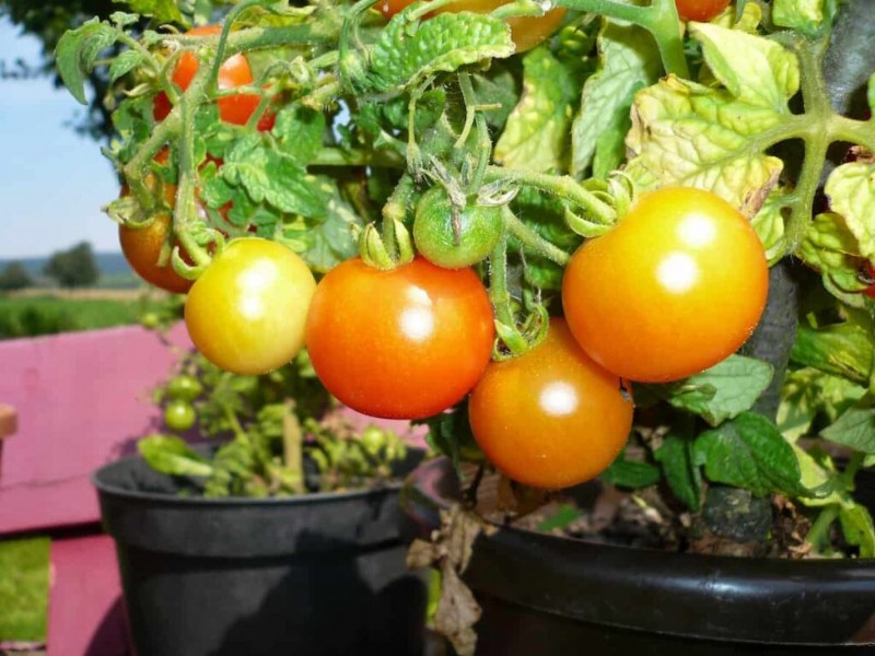Container Gardening for Sustainable Cities in the Middle East