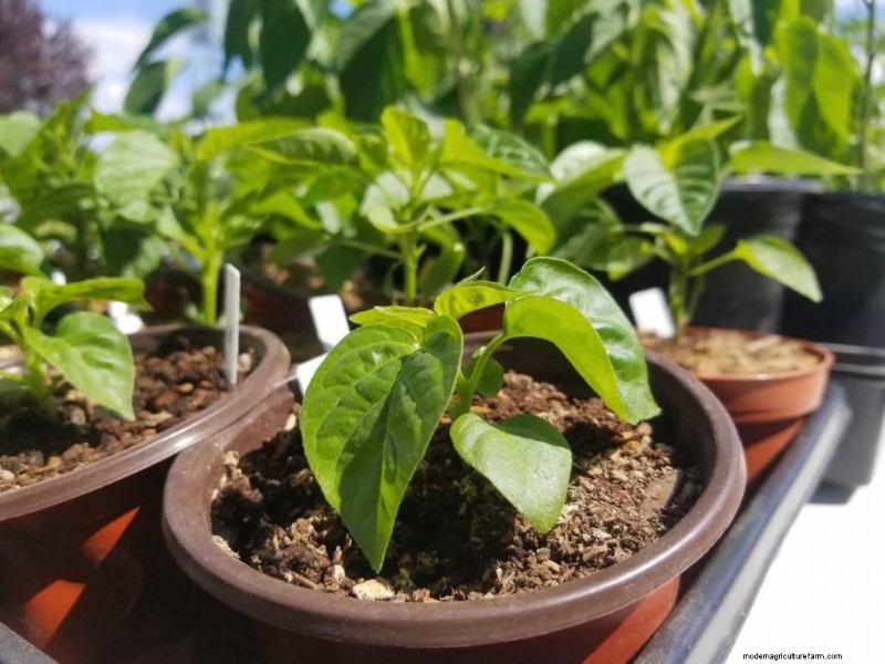 Container Gardening for Sustainable Cities in the Middle East
