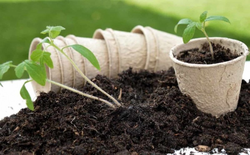 Container Gardening for Sustainable Cities in the Middle East