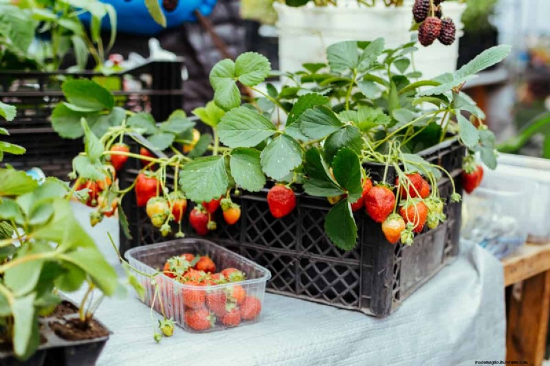 Container Gardening for Sustainable Cities in the Middle East