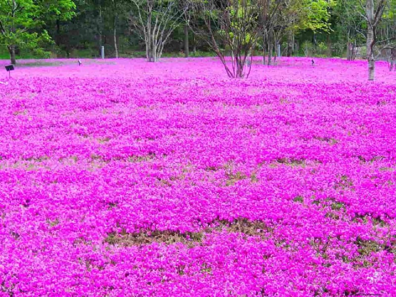 Creeping Phlox: A Complete Guide to Planting & Care for Stunning Spring Blooms