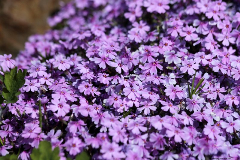 Creeping Phlox: A Complete Guide to Planting & Care for Stunning Spring Blooms