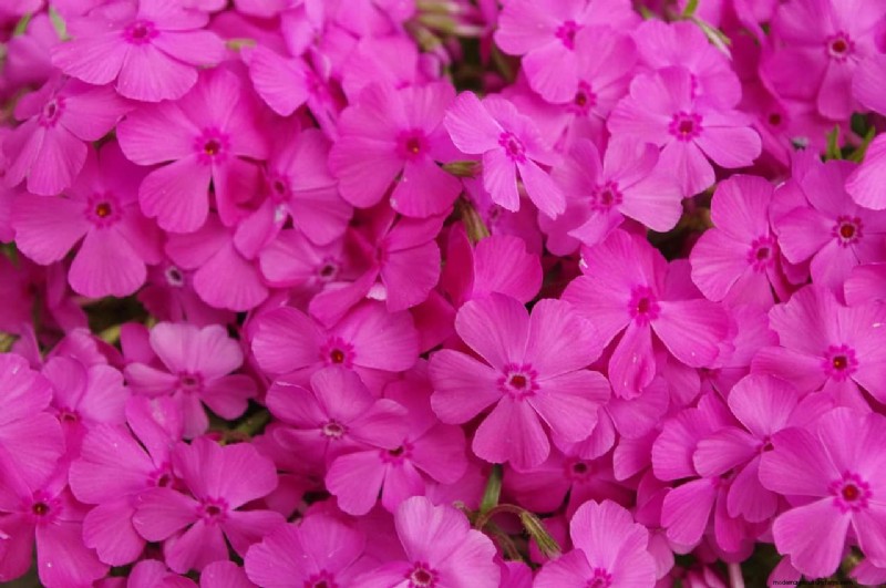 Creeping Phlox: A Complete Guide to Planting & Care for Stunning Spring Blooms