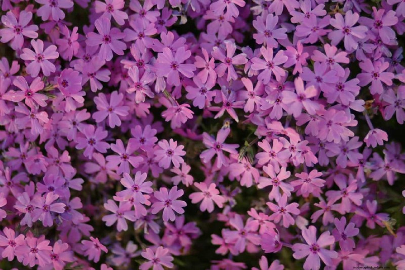 Creeping Phlox: A Complete Guide to Planting & Care for Stunning Spring Blooms