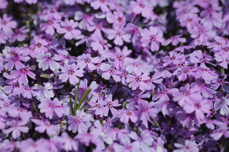 Creeping Phlox: A Complete Guide to Planting & Care for Stunning Spring Blooms