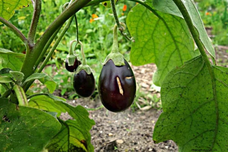 Eggplant Fruit Holes: Causes, Prevention & Solutions for Gardeners