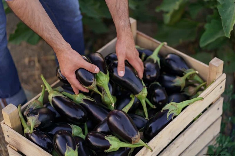 Eggplant Fruit Holes: Causes, Prevention & Solutions for Gardeners