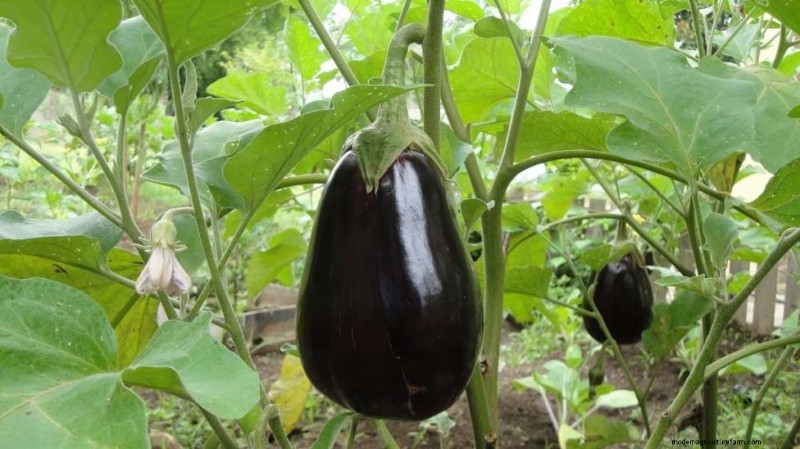 Eggplant Fruit Holes: Causes, Prevention & Solutions for Gardeners