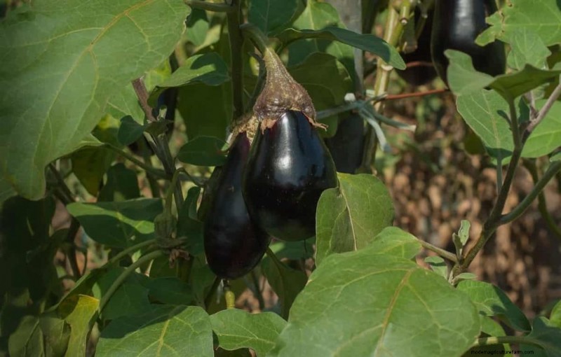 Eggplant Fruit Holes: Causes, Prevention & Solutions for Gardeners