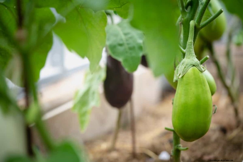 Eggplant Fruit Holes: Causes, Prevention & Solutions for Gardeners