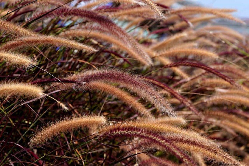 Expert Guide: Pruning Ornamental Grasses for Optimal Health & Beauty