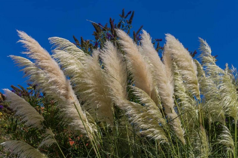 Expert Guide: Pruning Ornamental Grasses for Optimal Health & Beauty
