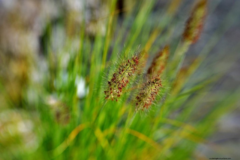 Expert Guide: Pruning Ornamental Grasses for Optimal Health & Beauty