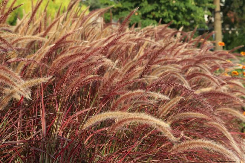 Expert Guide: Pruning Ornamental Grasses for Optimal Health & Beauty