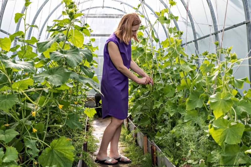 Cucumber Companion Planting: 15 Plants to Avoid for a Bountiful Harvest
