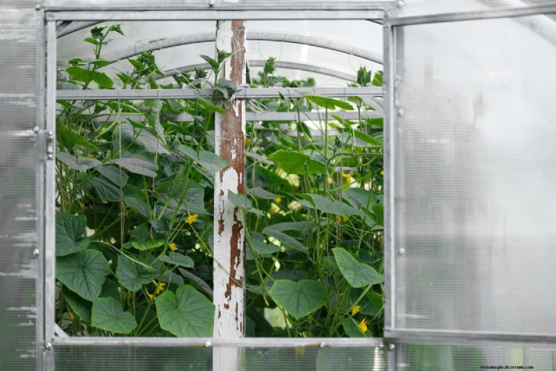 Cucumber Companion Planting: 15 Plants to Avoid for a Bountiful Harvest