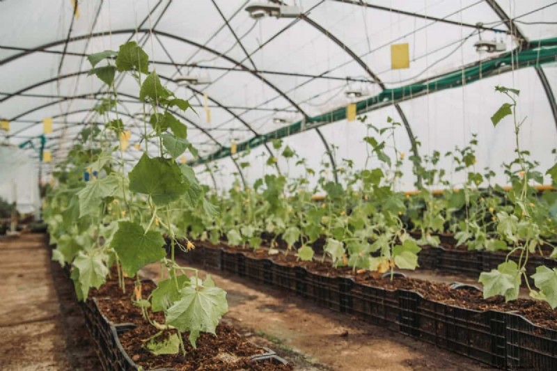 Cucumber Companion Planting: 15 Plants to Avoid for a Bountiful Harvest