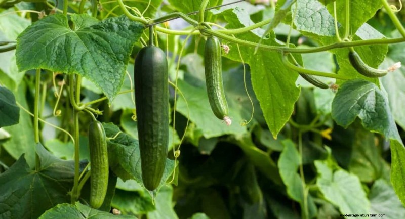 Cucumber Companion Planting: 15 Plants to Avoid for a Bountiful Harvest