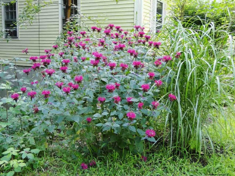 Bee Balm Companion Planting: What to Avoid for Healthy Growth