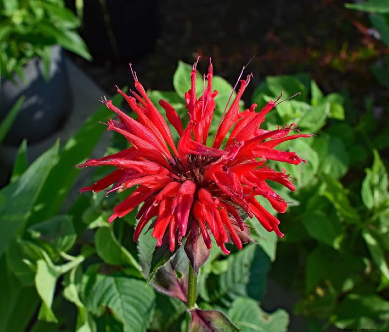 Bee Balm Companion Planting: What to Avoid for Healthy Growth