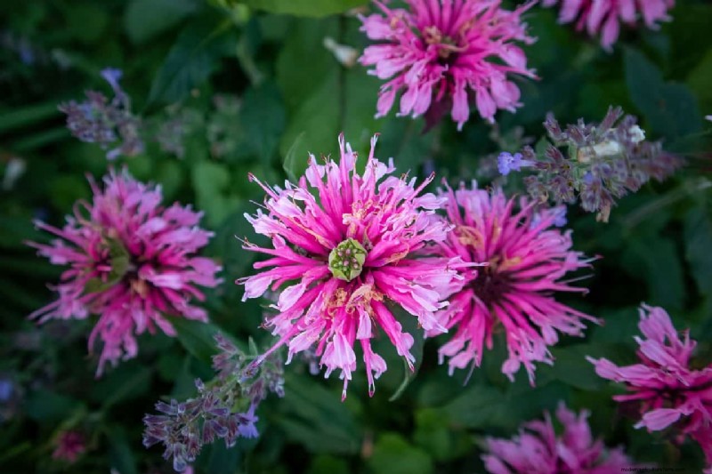 Bee Balm Companion Planting: What to Avoid for Healthy Growth