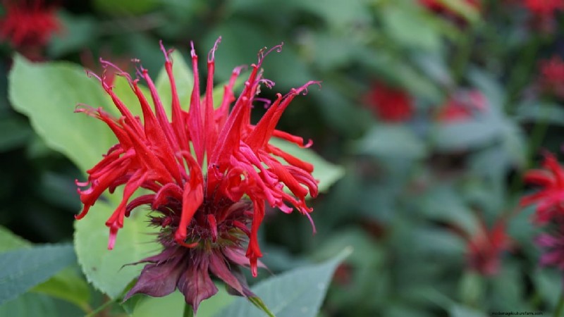 Bee Balm Companion Planting: What to Avoid for Healthy Growth