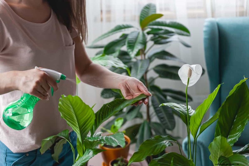 Effective Organic Solutions for Fungus Gnats in Houseplants
