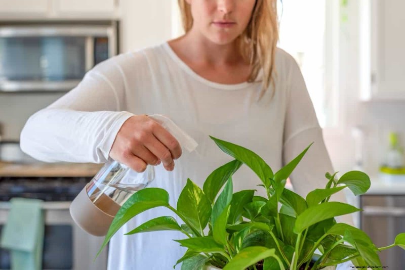 Effective Organic Solutions for Fungus Gnats in Houseplants