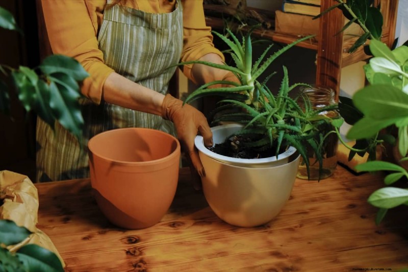 Effective Organic Solutions for Fungus Gnats in Houseplants
