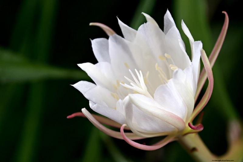 Brahma Kamal: Unveiling the King of Himalayan Flowers - Properties & Cultivation