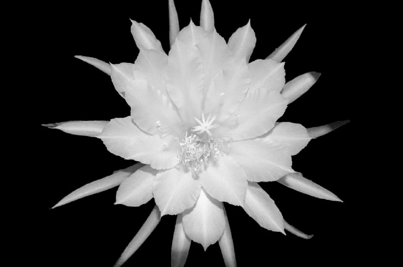 Brahma Kamal: Unveiling the King of Himalayan Flowers - Properties & Cultivation