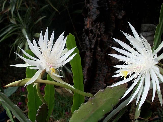 Brahma Kamal: Unveiling the King of Himalayan Flowers - Properties & Cultivation