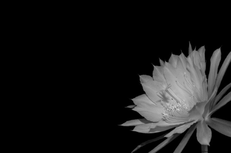 Brahma Kamal: Unveiling the King of Himalayan Flowers - Properties & Cultivation