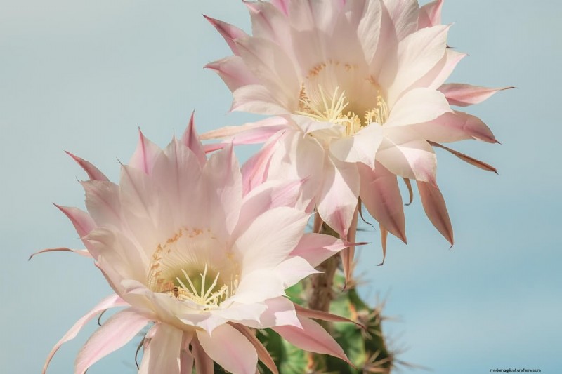 Brahma Kamal: Unveiling the King of Himalayan Flowers - Properties & Cultivation