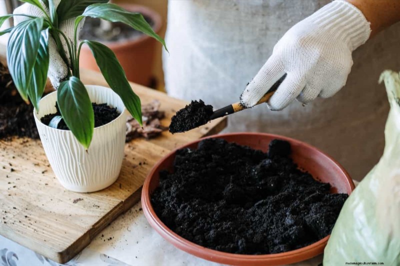 Optimal Pot Size for Indoor Plants: A Height-to-Pot Ratio Guide